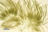 Corynophlaea flaccida3